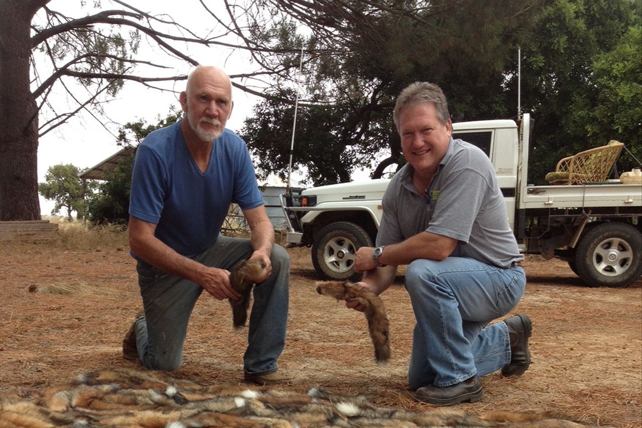 Foxes get the red card in Western Australia's annual cull - ABC News