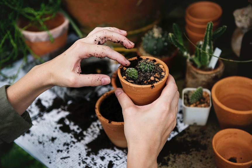 Woman's hands repotting cactus in a small terracotta pot with cacti in the background.