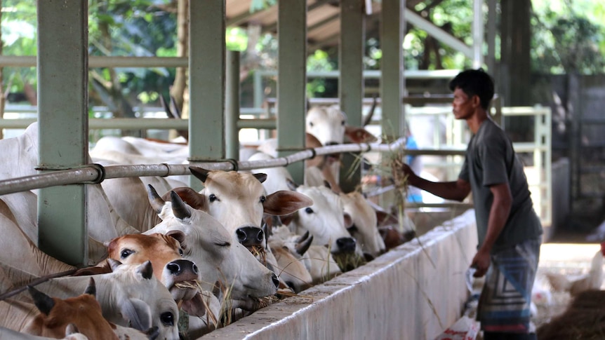 cattle eating out of a trough while a worker tends them in the background.