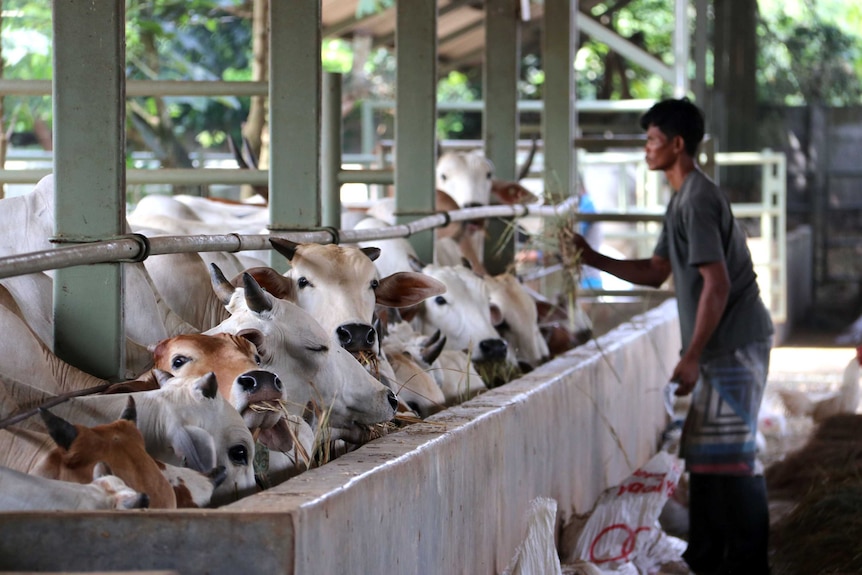 Cattle eating out of a trough while a worker tends them in the background.