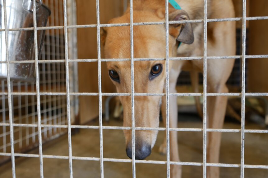 A sandy-coloured greyhound inside a kennel looks down behind a metal fence