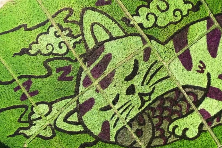 A drone shot of a cat napping holding a salmon drawn with rice plants. 