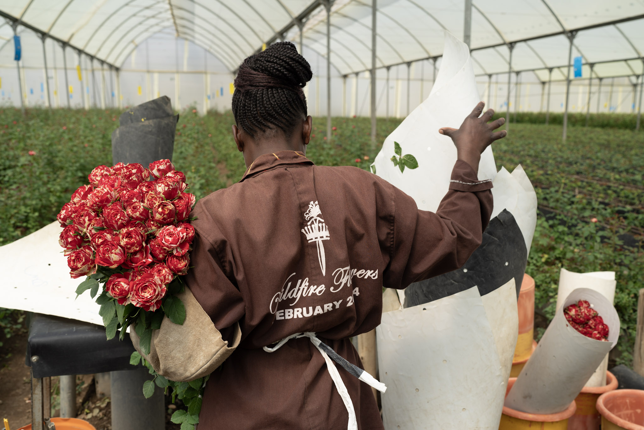 Um trabalhador agrícola embrulhando rosas em uma estufa.