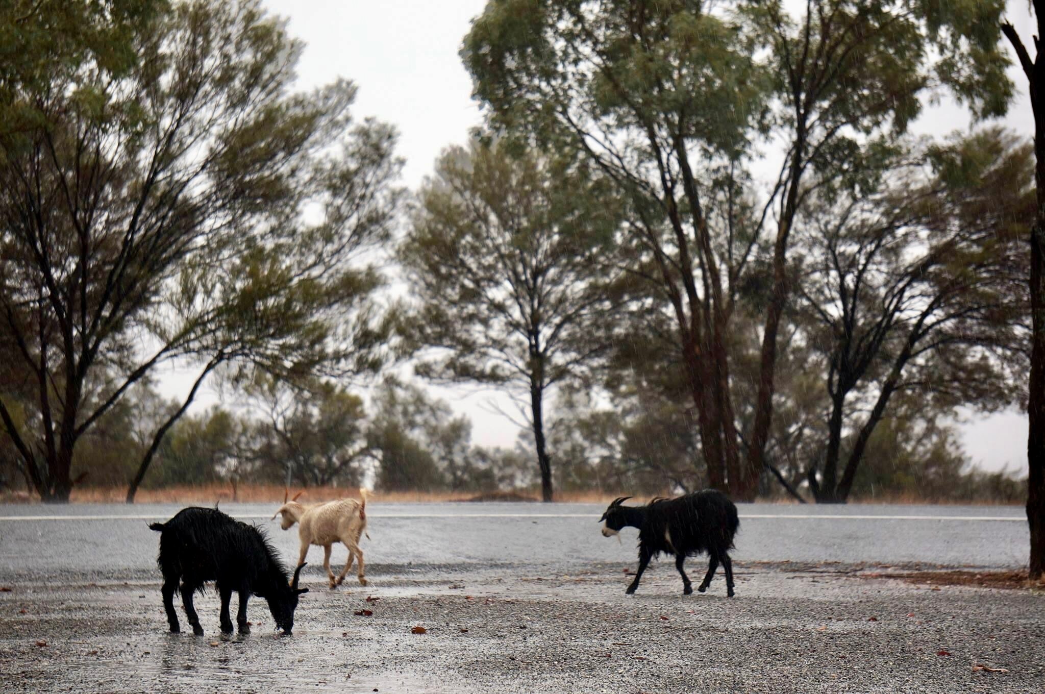 Rain and hail welcomed in the outback town of Tibooburra - ABC listen