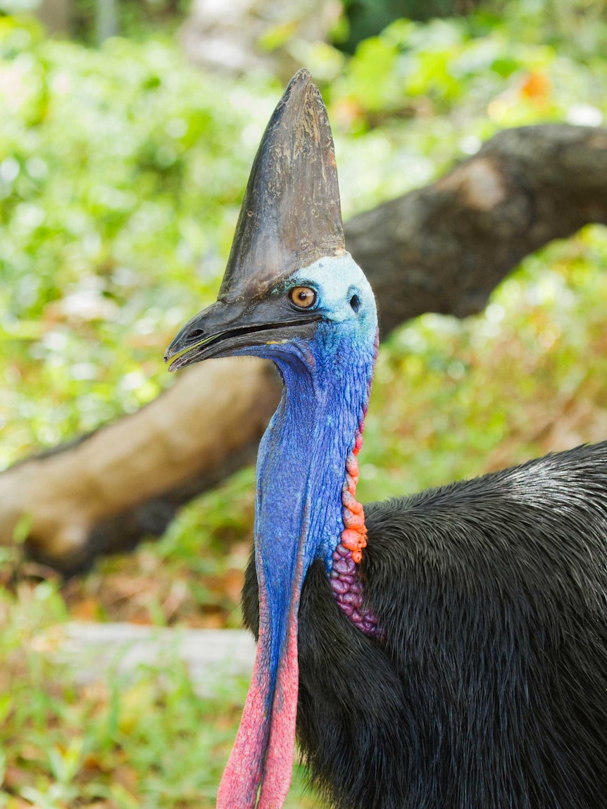 Southern Cassowary