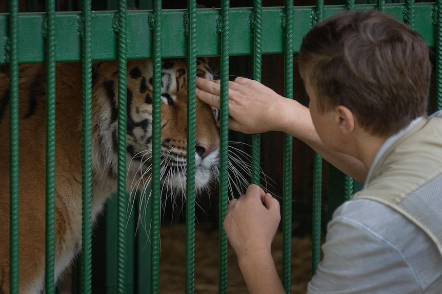 A close-up of a tiger's face, being petted through a cage by a middle-aged woman with short hair