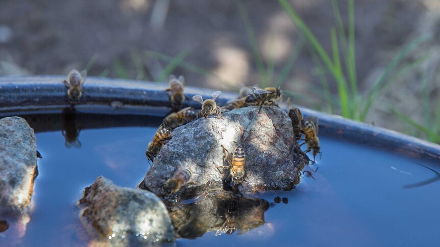 Close up of bees landing on a rock and sitting on the edge of a bowl of water in a garden