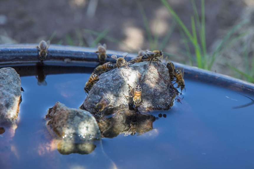 Close up of bees landing on a rock and sitting on the edge of a bowl of water in a garden