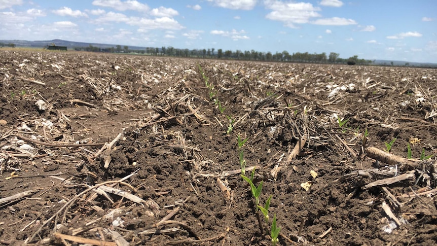 Rows of mung beans are starting to push through the dirt. They've been planted in between rows of hay stubble.