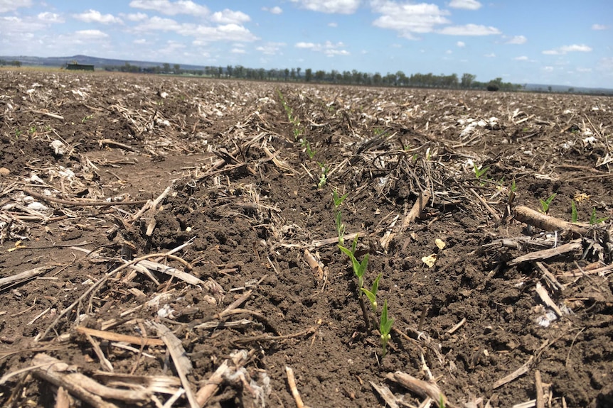 A rows of mung beans are starting to push through the dirt. They've been planted in between rows of hay stubble.