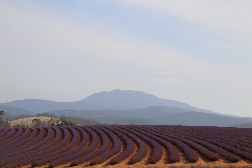 Rows of lavender growing on a Tasmanian farm.