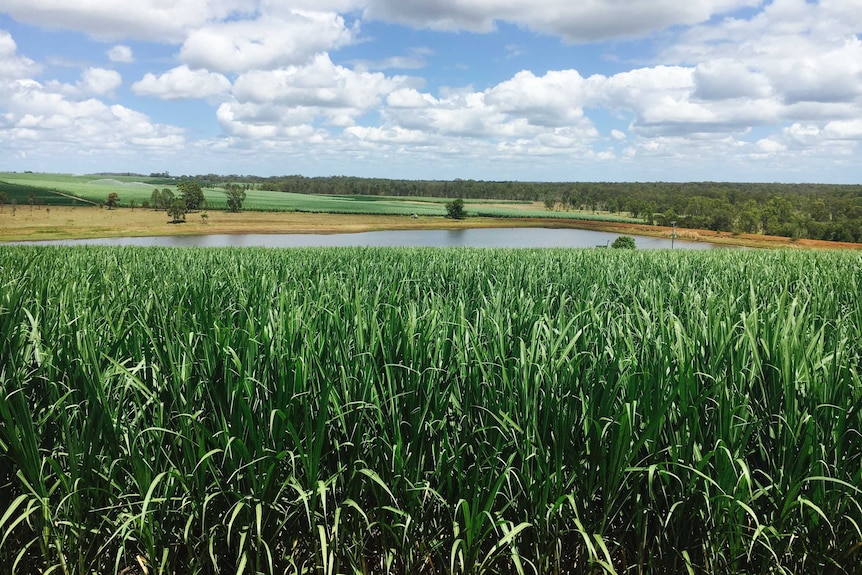 bright green sugar cane in the foreground with a dam and more cane fields and trees in the background