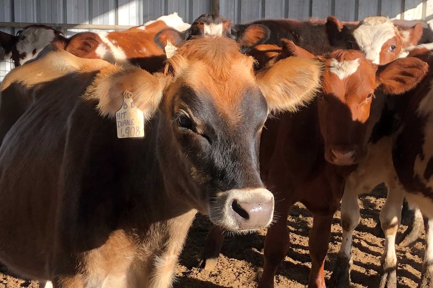 Dairy cows at a dairy farm in Katunga