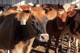 Close-up photo of dairy cows standing together