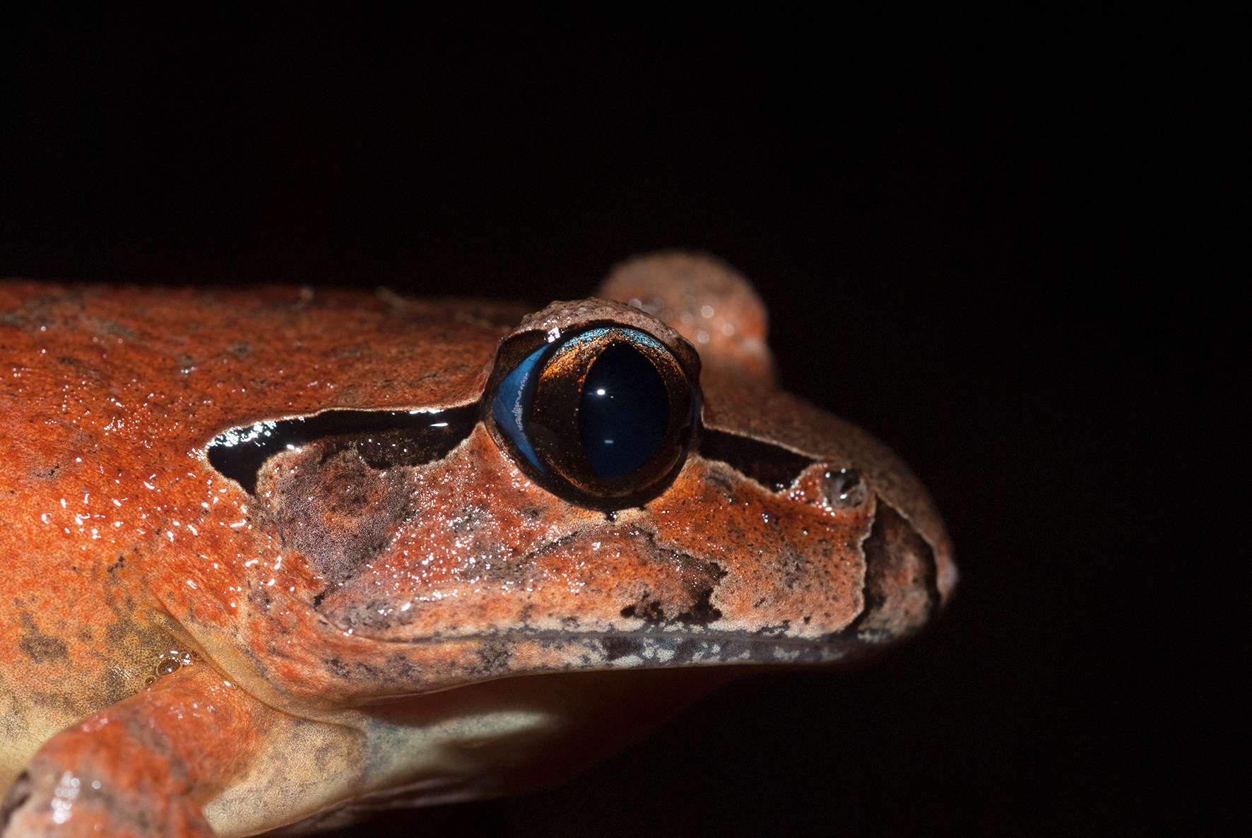 The strange case of the peppered tree frog - ABC listen