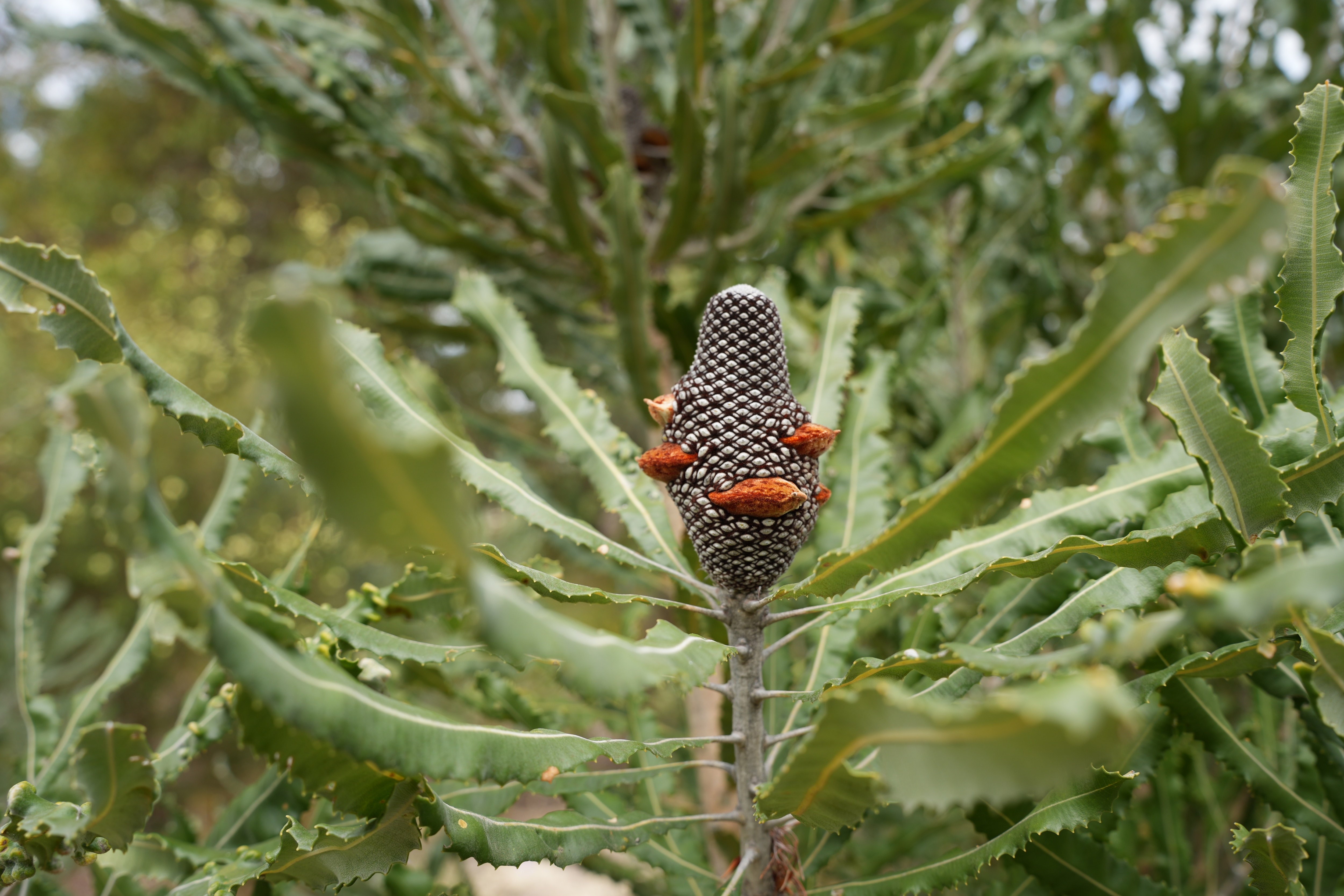 Efforts to rehabilitate land damaged by Roe 8 works exceeding expectations