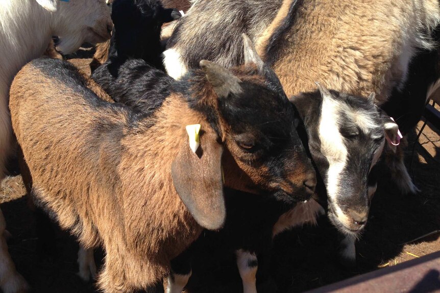 Rangeland goats