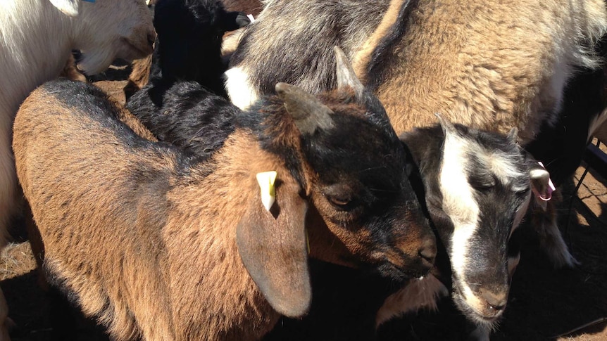 Rangeland goats