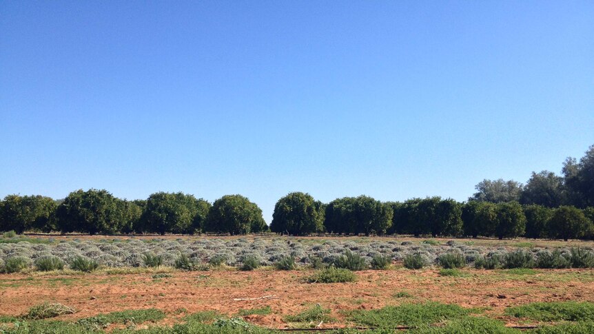 Citrus trees in the distance, lavender bushes in the foreground.