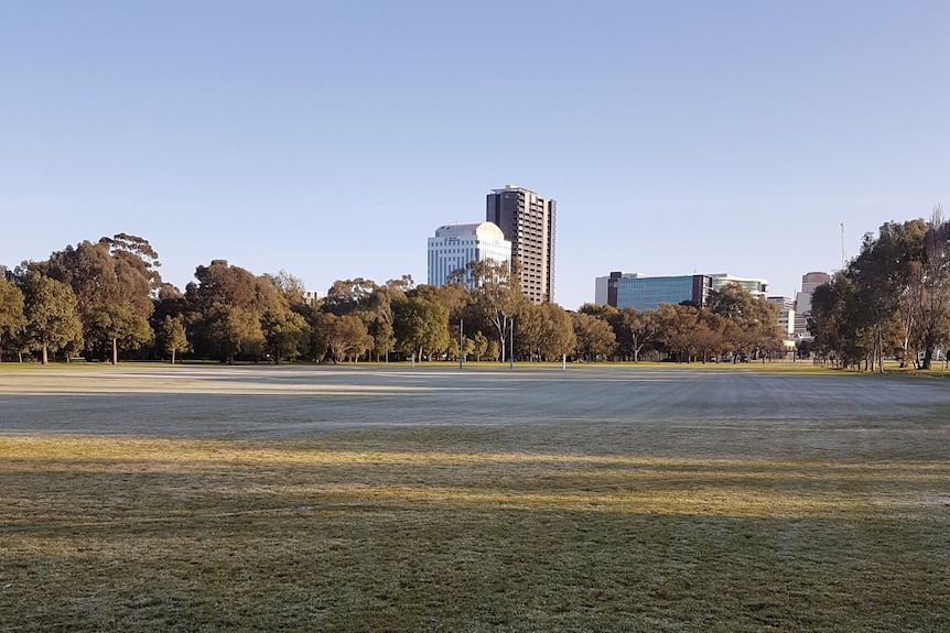 A photo of frost on the grass at a park near Adelaide's CBD, with city buildings in the background