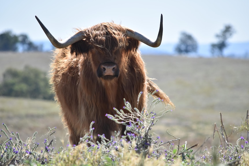 A red highland cow with large horns look at the camera.