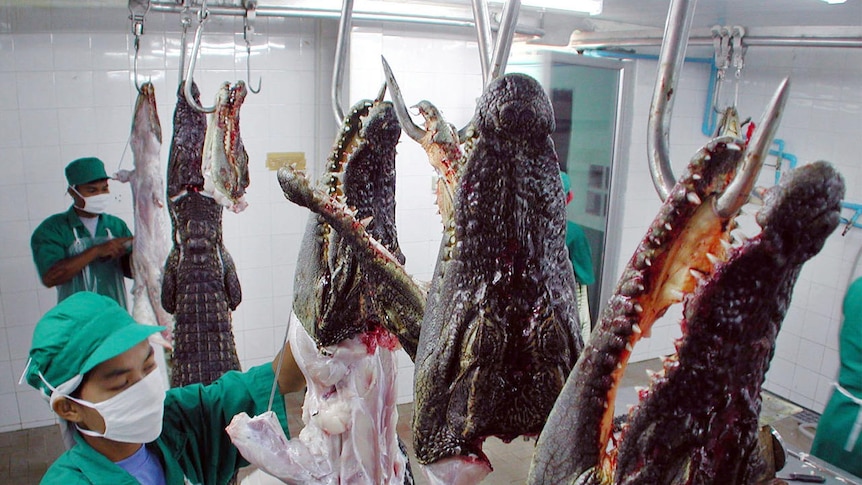 Crocodile meat is prepared at a Thai crocodile farm
