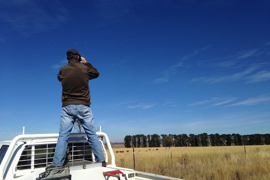 Dr Lachlan Ingram monitoring a mob of sheep and their grazing habits on the Monaro