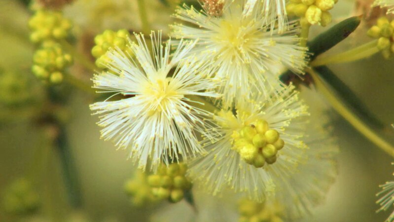 Close up of yellow ball-shaped flowers