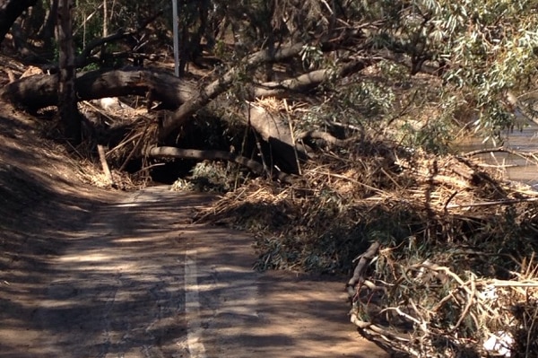 Trees fall over Linear path