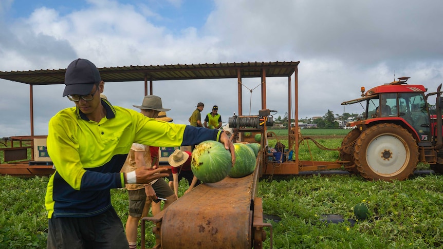 A worker places a watermelon on a conveyer belt leading to a tractor