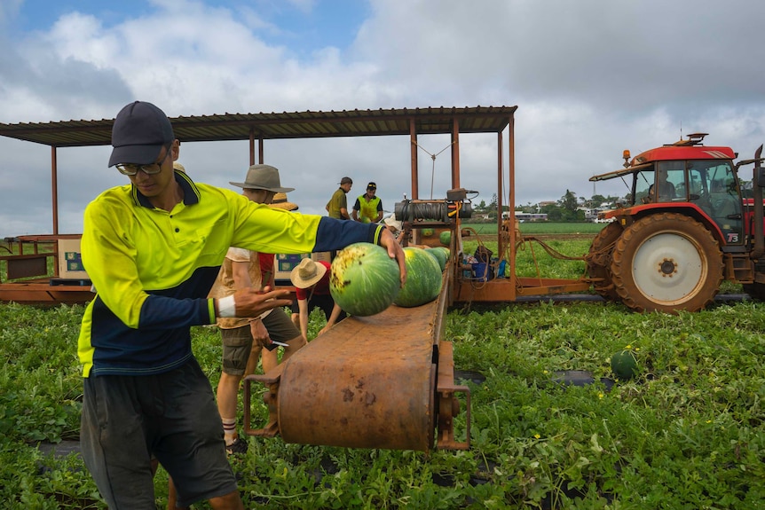 A worker places a watermelon on a conveyer belt leading to a tractor.