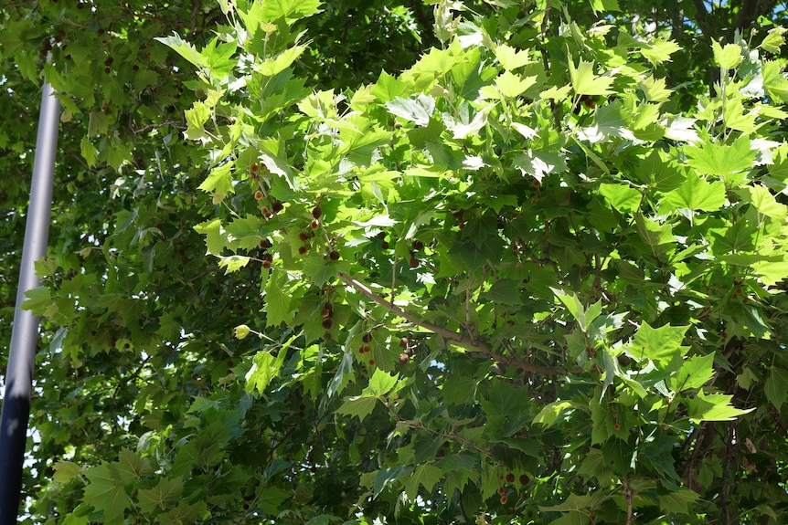 Bright green tree leaves on branches with small brown seed pods hanging.