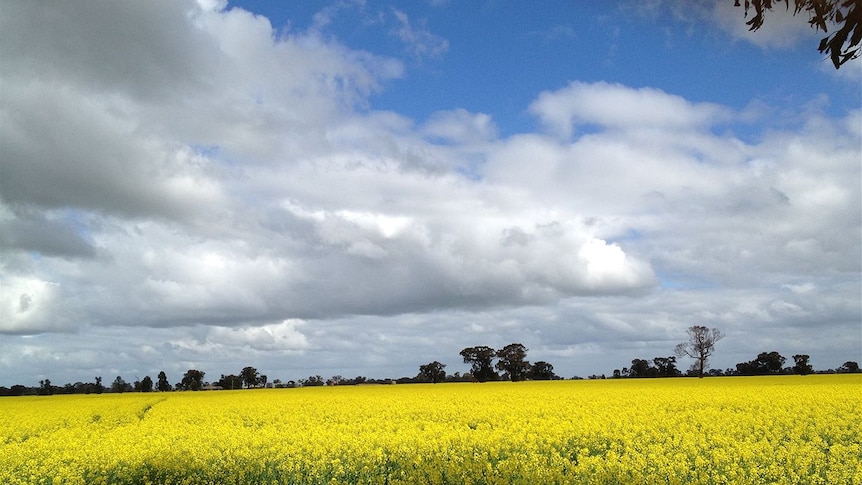 Canola crops looking good at Youanmite near Shepparton