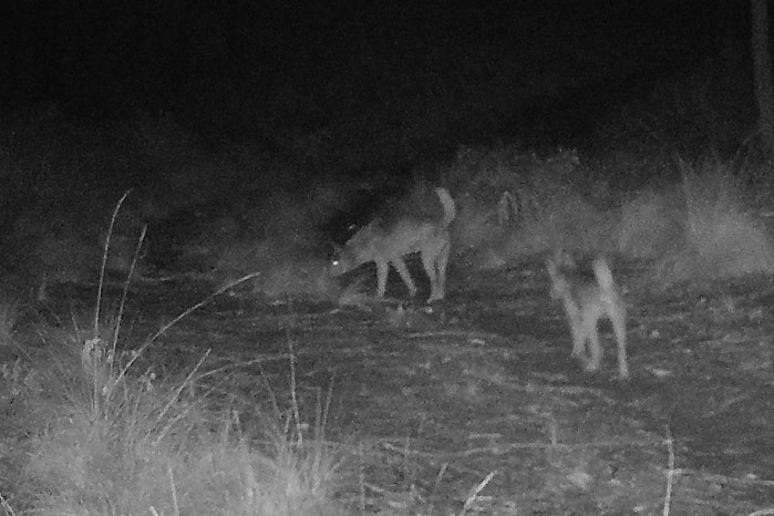 Wild dogs on a property at Stewarts Brook in NSW, caught on night vision camera just before dawn.