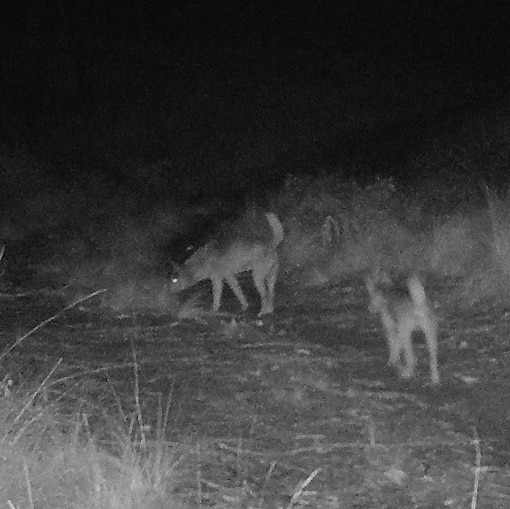 Wild dogs caught on night vision camera just before dawn.
