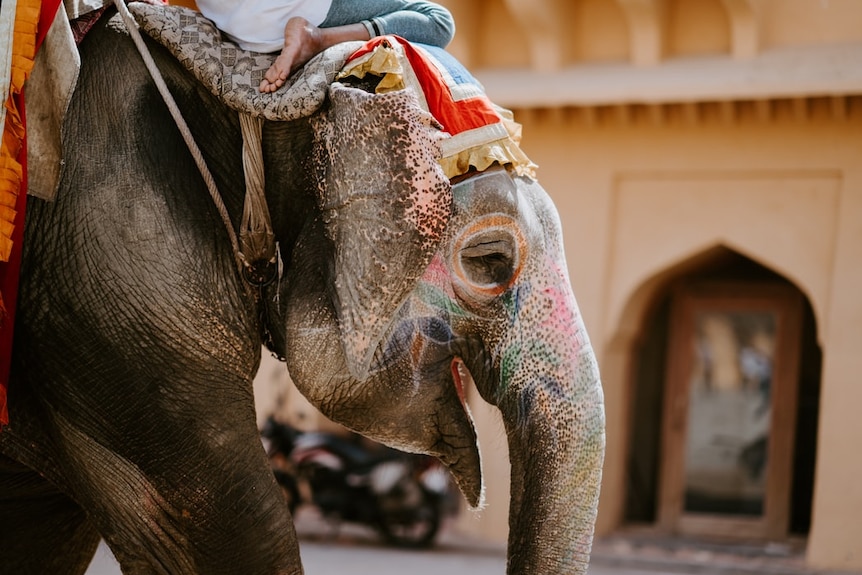 A close-up of a painted elephant in India with a person riding it visible.