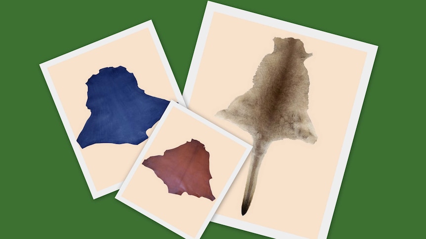 Three kangaroo skins some dyed and ready for bookbinding or craft making