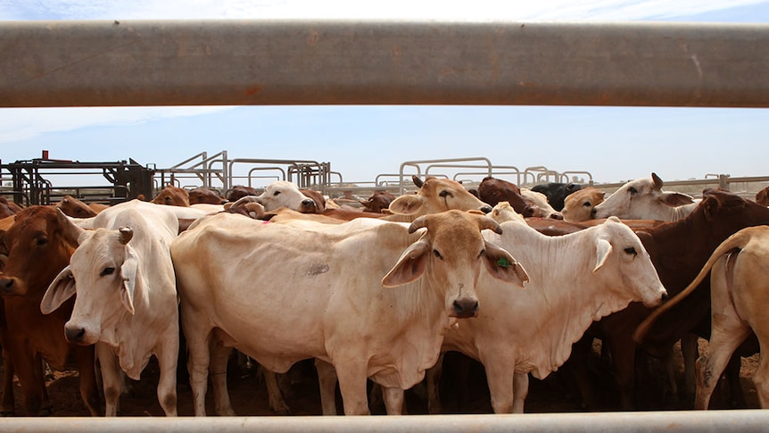 Cattle stand in a yard waiting for sorting. The photographer has framed the picture with the fence rungs.