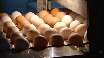 South Australian supermarket chain bans caged eggs