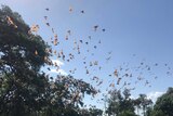 Hundreds of flying foxes flying in the blue sky near trees.