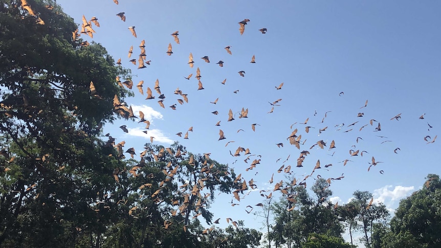Hundreds of flying foxes flying in the blue sky near trees.