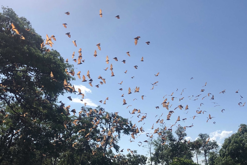 Hundreds of flying foxes flying in the blue sky near trees.