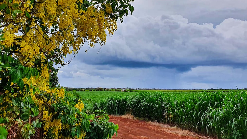 Heavy rain clouds roll over the horizon towards Gillian Colasimone's garden at Qunaba near Bargara.