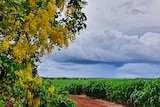 Heavy rain clouds roll over the horizon towards Gillian Colasimone's garden at Qunaba near Bargara.