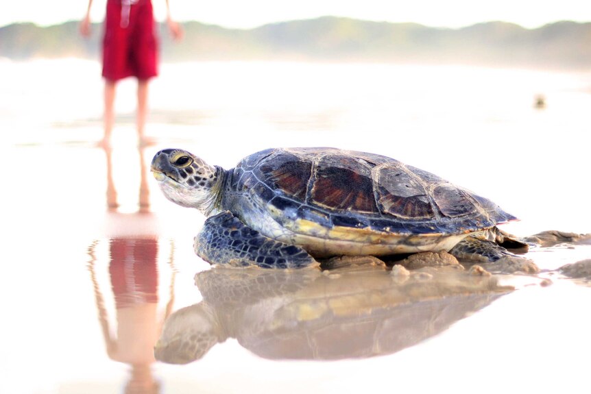 Suffolk Park turtle release