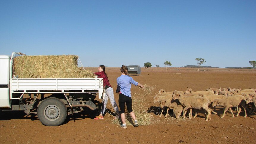 Ashleigh and Sarah feeding sheep hay.