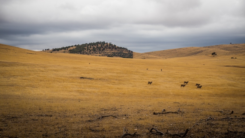 a hill in the distance covered with trees and rolling but empty paddocks in the foreground