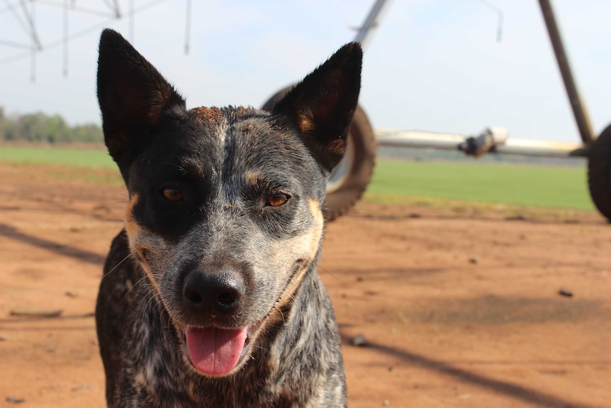 A blue heeler pants in a dusty paddock