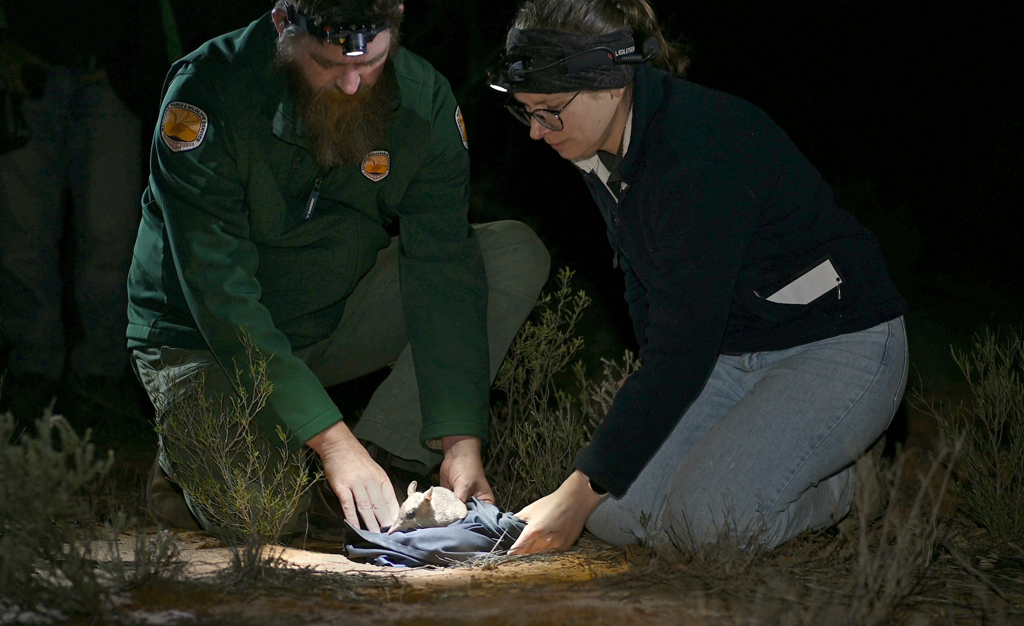 A man and a woman release a small bandicoot into the wild