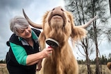A woman brushes a shaggy highland cow in a paddock with cattle in the background.